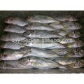 Horse Mackerel with high quality